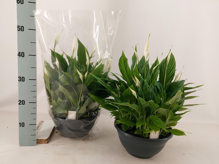 <h4>SPATH CHOPIN</h4>