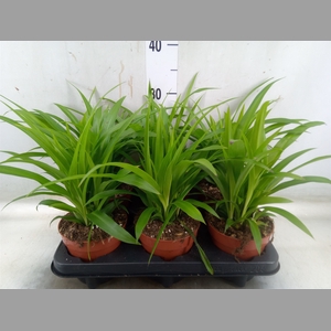 Chlorophytum com. 'Lemon'