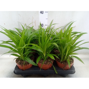 Chlorophytum com. 'Lemon'