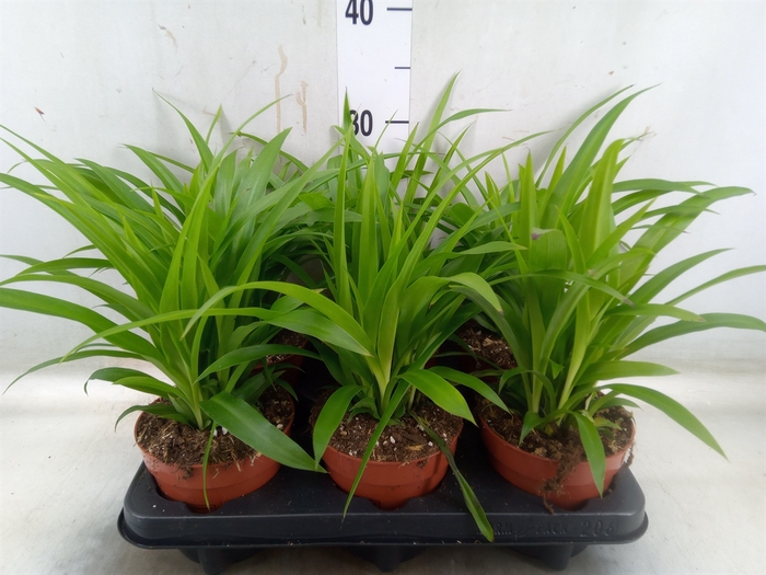 <h4>Chlorophytum com. 'Lemon'</h4>