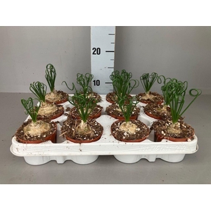 Albuca spirals Frizzle Sizzle