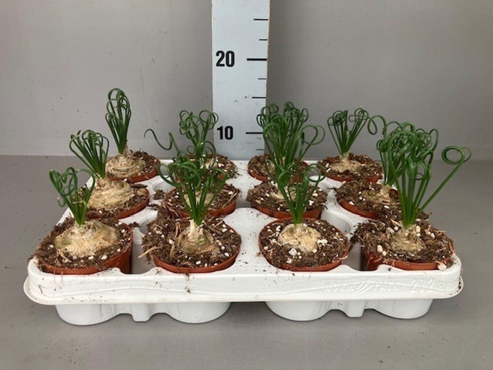 <h4>Albuca spirals Frizzle Sizzle</h4>