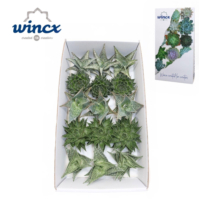 <h4>Aloe Mix (wincx) Cutflower</h4>