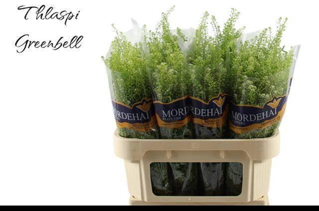 <h4>LEP RU GREEN BELL</h4>