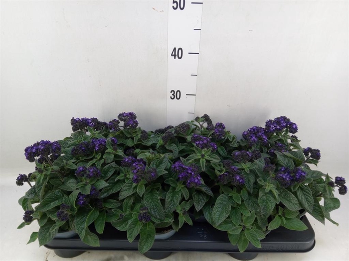 <h4>Heliotropium   ...</h4>