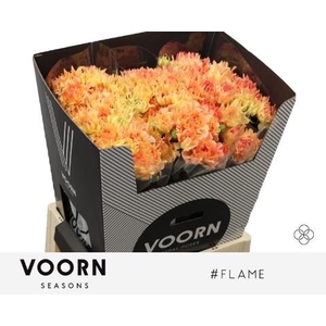 R Tr Flame Voorn Seasons