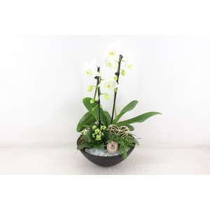 arr2 PL - Ebbischaal phal. wit