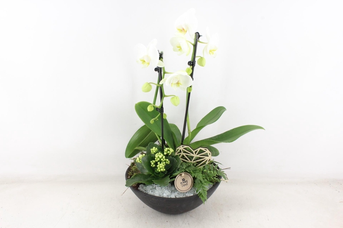 <h4>arr2 PL - Ebbischaal phal. wit</h4>