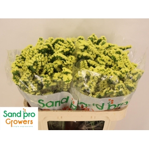 LIM S SIN MAX YELLOW