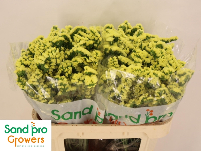 <h4>LIM S SIN MAX YELLOW</h4>