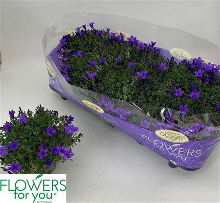 <h4>Camp Por Ocean</h4>