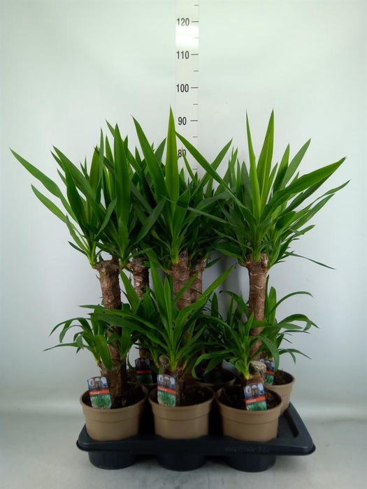 <h4>Yucca   ...</h4>