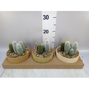 Arr.  Cactus L%