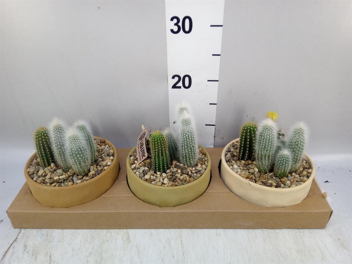 <h4>Arr.  Cactus L%</h4>