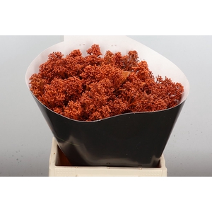 Skimmia Wx Orange