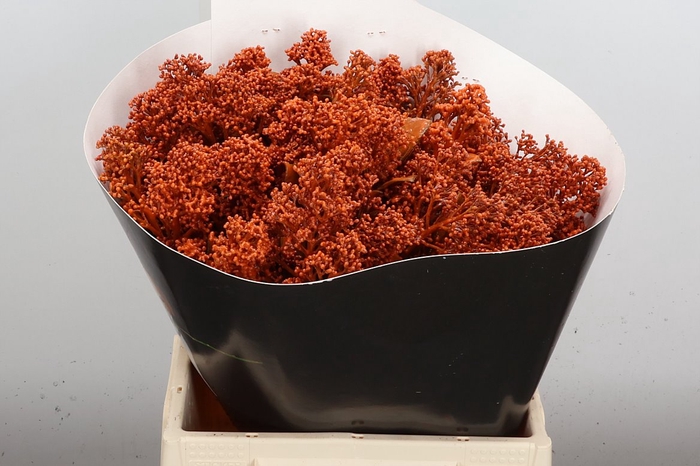 <h4>Skimmia Wx Orange</h4>