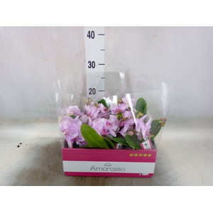 Phalaenopsis multi.   ...rose