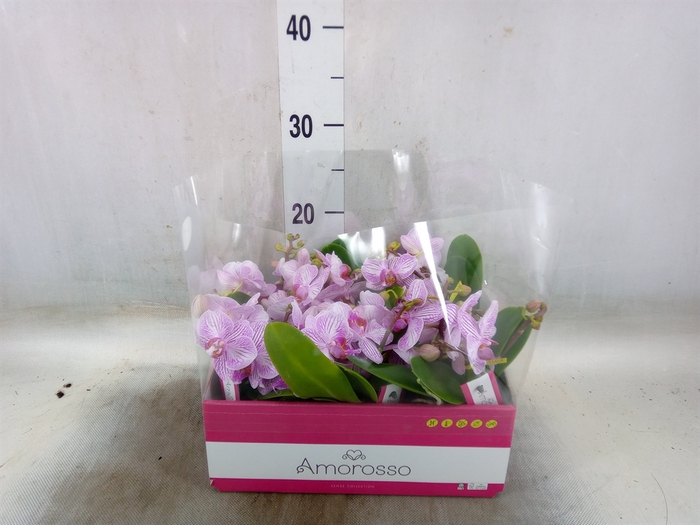 <h4>Phalaenopsis multi.   ...rose</h4>