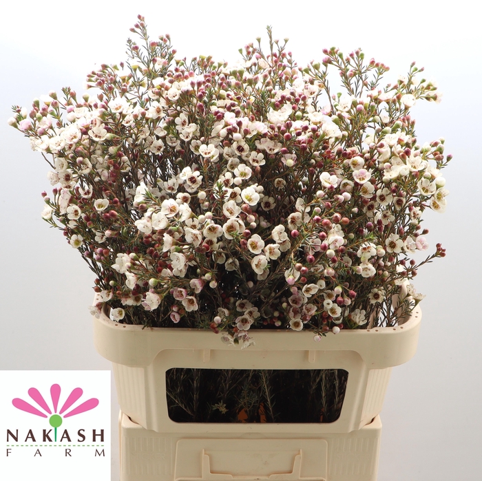 <h4>CHAME UN ELLA</h4>