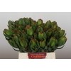 Leucadendron Laurel Yellow
