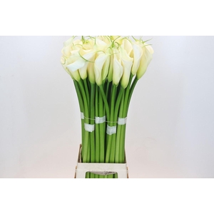 Zantedeschia Eydolls White