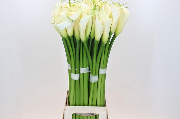 <h4>Zantedeschia Eydolls White</h4>