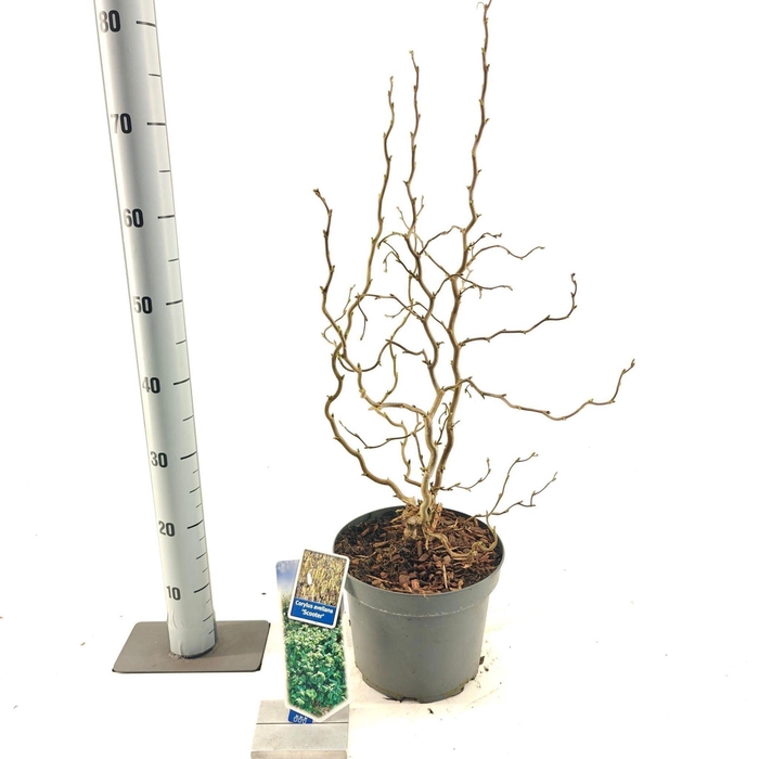 <h4>Corylus avellana</h4>