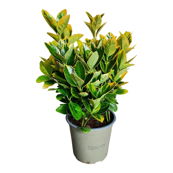 <h4>Euonymus Aurea</h4>