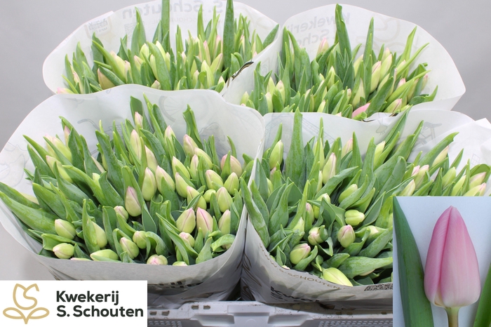 <h4>TU EN AAFKE</h4>