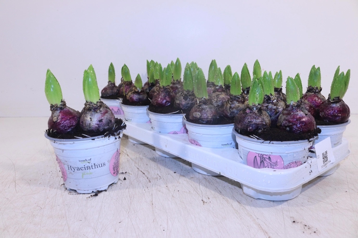 <h4>HYACIN PINK PEARL</h4>