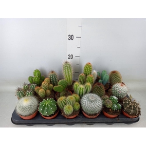 Cactus   ...mix