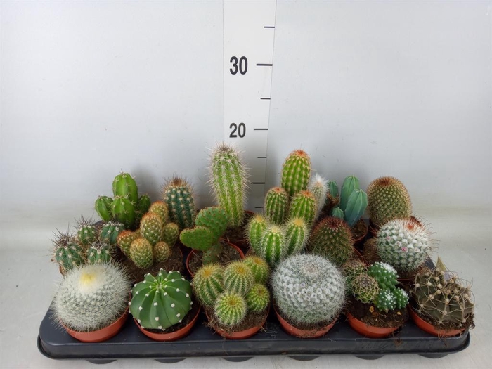 <h4>Cactus ...mix</h4>
