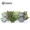 Sierra's® - Valencia Succulent Mix (Prime)