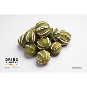 Dried Deco Whole Green Oranges