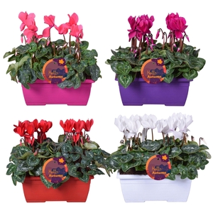 Cyclamen Ton sur Ton in duobakje 4 kleuren