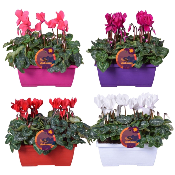 <h4>Cyclamen Ton sur Ton in duobakje 4 kleuren</h4>