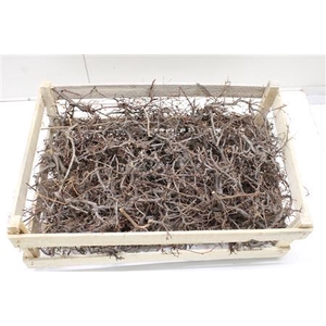 BONSAI NATUREL