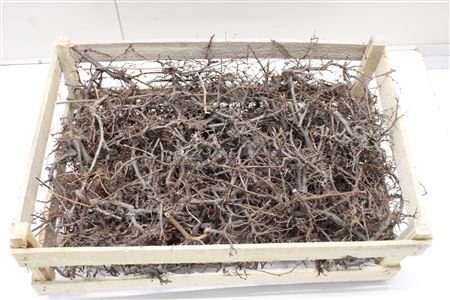 BONSAI NATUREL