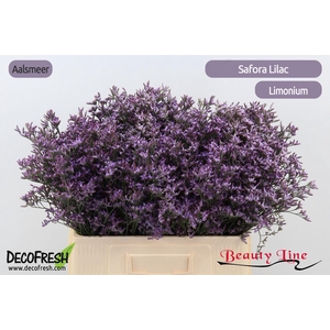 Lim Saf Lilac
