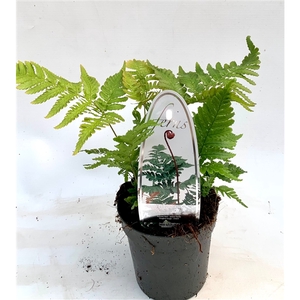 Dryopteris erythrosora ES11 0,7l