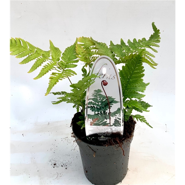 <h4>Dryopteris erythrosora ES11 0,7l</h4>