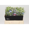 Oxypetalum Tweedia Blue