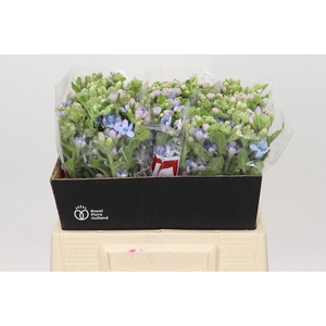 Oxypetalum Tweedia Blue