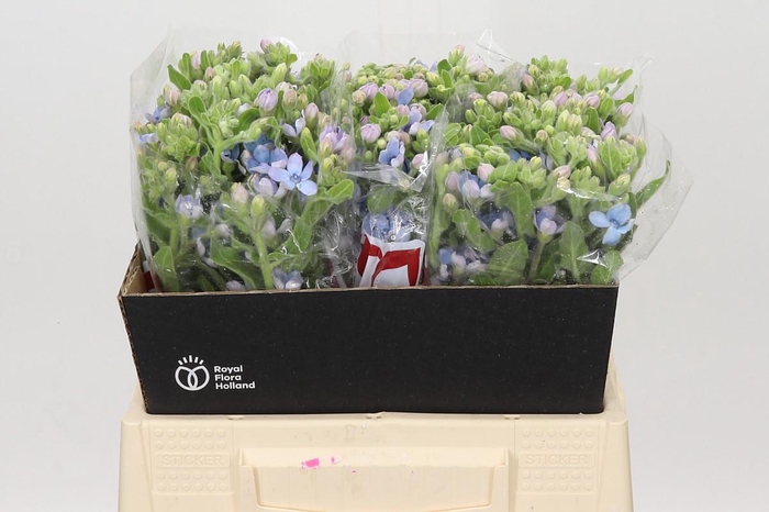 <h4>Oxypetalum Tweedia Blue</h4>