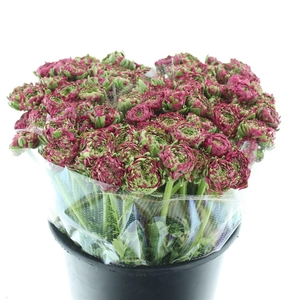 Ran Ponpon Aladdin Green/cerise Extra