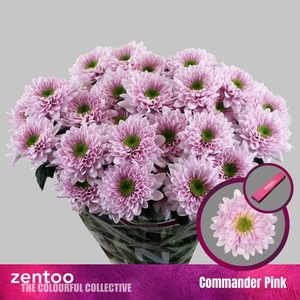 Chrysanthemum Indicum Grp tros Commander Pink