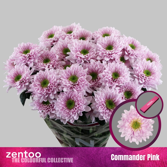 <h4>Chrysanthemum Indicum Grp tros Commander Pink</h4>