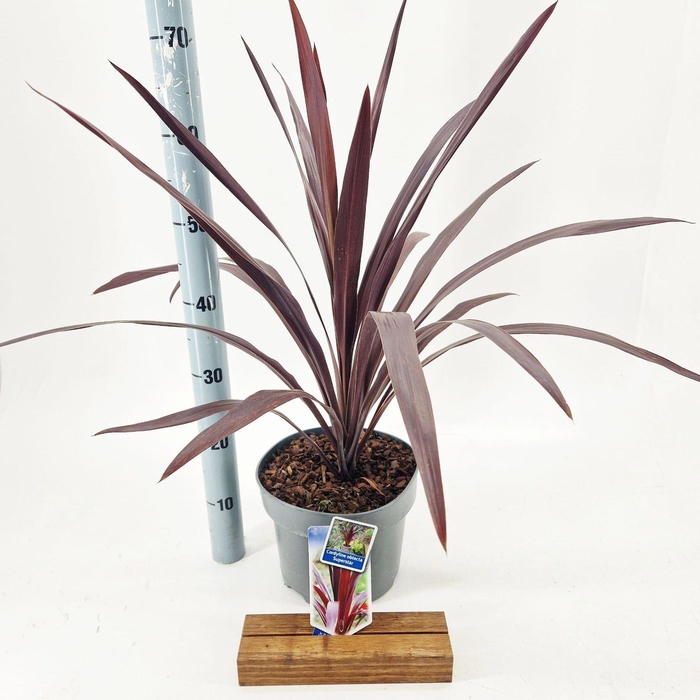 <h4>Cordyline Superstar</h4>