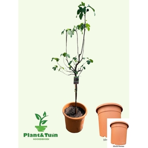 FICUS CAR BROWN TURK