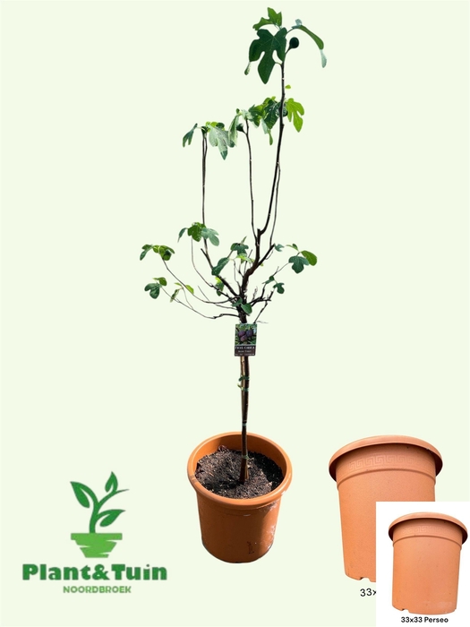 <h4>FICUS CAR BROWN TURK</h4>